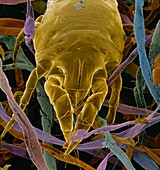 False-col SEM of dust mite,Dermatophagoides sp