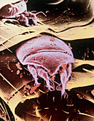 False-colour SEM of mites on a hedgehog flea