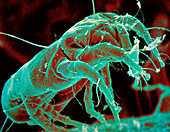 False-colour SEM of dust mite