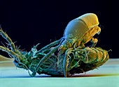 Coloured SEM of marine mite feeding on crustacean