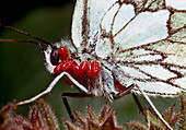 Red parasitic mites on a butterfly