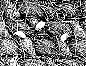 Electron micrograph of dust mites on a sheet