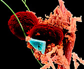 Coloured SEM of dust mite faeces