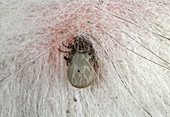 Mating Ixodes ricinus ticks on a dog's skin