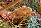 Dust mite