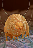 Dust mite