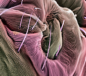 Spider mite's skin surface,SEM