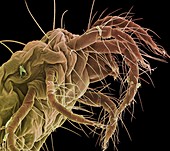 Spider mite,SEM