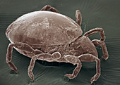 Antarctic mite,SEM