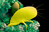 Mites eating cheese,SEM