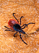 Female blacklegged tick