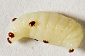 Varroa mites
