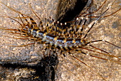 Scutigerid centipede
