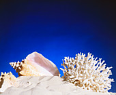 Conch shell,coral and starfish lying in sand