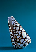 Conus shell