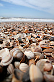 Assortment of sea shells