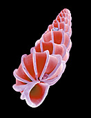 Prosobranchia mollusc shell,SEM