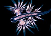 A nudibranch or naked sea slug,Glaucus altanticus