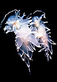 Japanese white sea slugs,one with parasite eggs