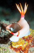 Hypselodoris bullockii sea slug