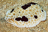 Sidegill sea slug