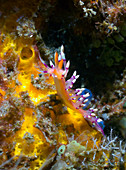 Aeolid nudibranch