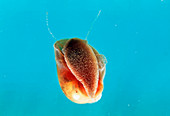 Schistosomiasis snail