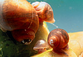 Schistosomiasis snails