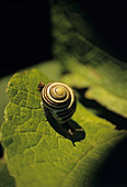Close up of snail