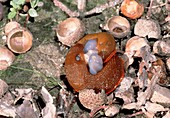 Red slugs mating