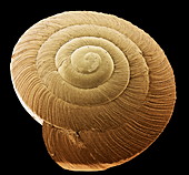 Snail shell,SEM