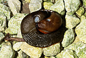 Great black slugs