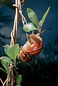 Banded snails (Cepaea hortensis)