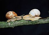 Burgundy snails