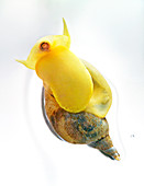 Pond snail (Lymnaea stagnalis)