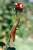 Large slug on Dahlia plant