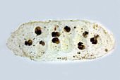 Pond snail embryos