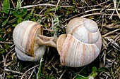 Roman snails mating