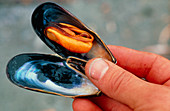 Hand holding an opened blue mussel,Mytilus edulis