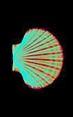 Coloured X-ray of a pecten scallop shell