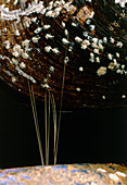 Mussel (Mytilus sp.) glue threads,or byssus