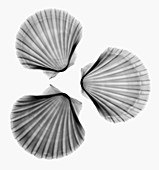 Scallop shells,X-ray