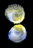 Oyster shells,coloured X-ray