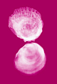 Oyster shells,coloured X-ray