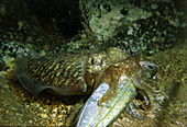 Cuttlefish feeding