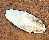 View of a cuttlefish (Sepia sp.) shell on sand
