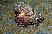 Veined octopus