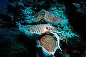 Broadclub cuttlefish reproduction