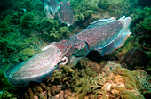 Giant cuttlefish mating