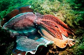 Giant cuttlefish males fighting
